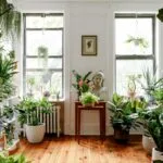 Cây phong thủy nên đặt trong nhà để tăng sinh khí